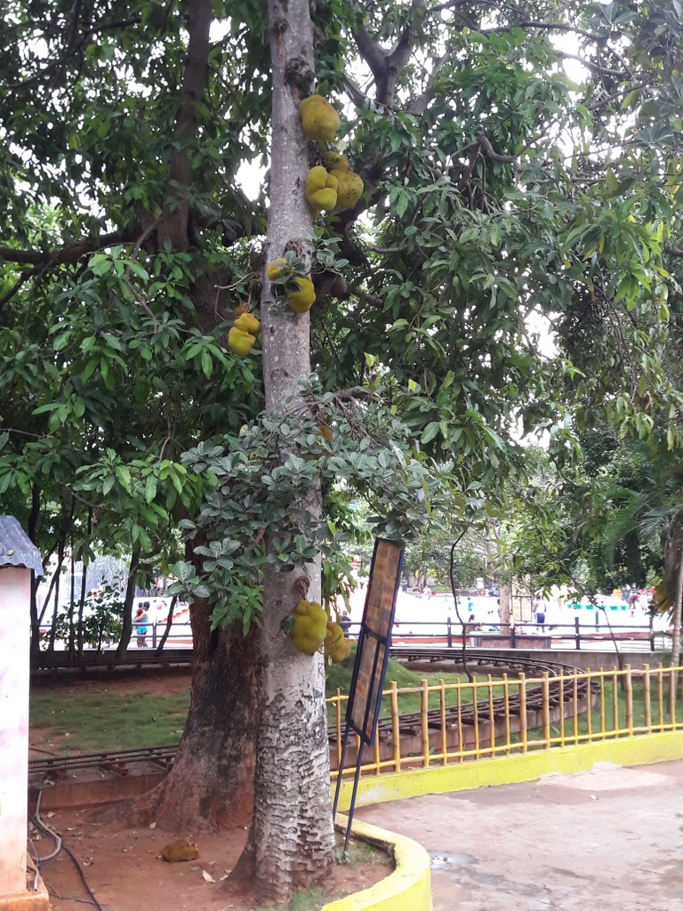 Jackfruit tree deals