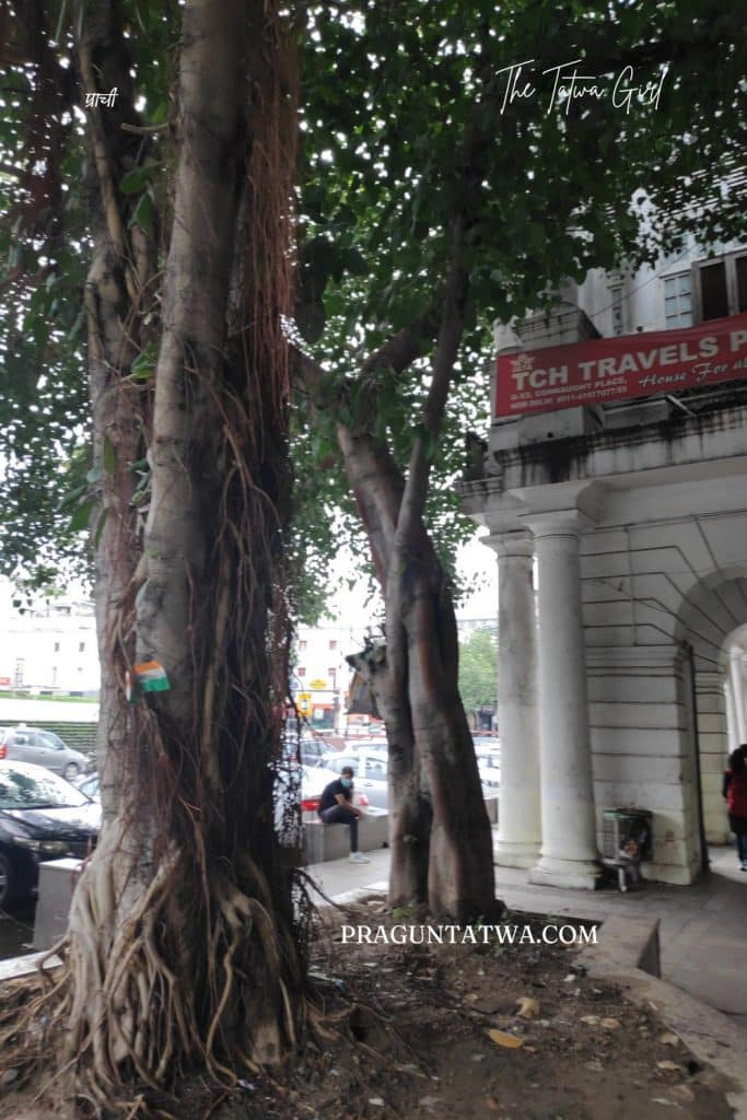 Delhi Tree