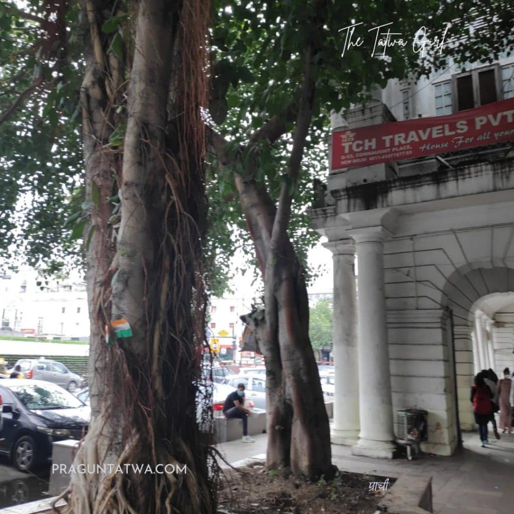 Delhi Tree