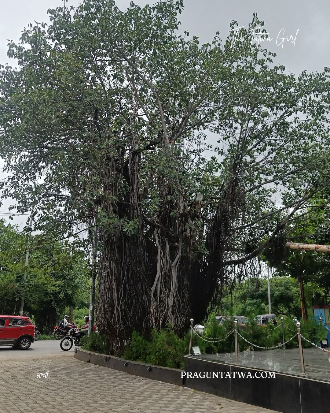 Tree Love: New Roots, New Journeys, and New Branches