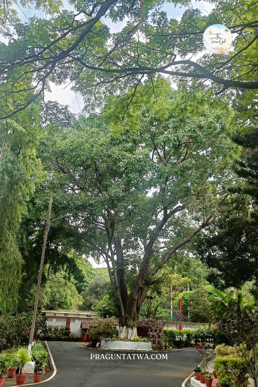 Tree Love December – Towards Green tomorrow