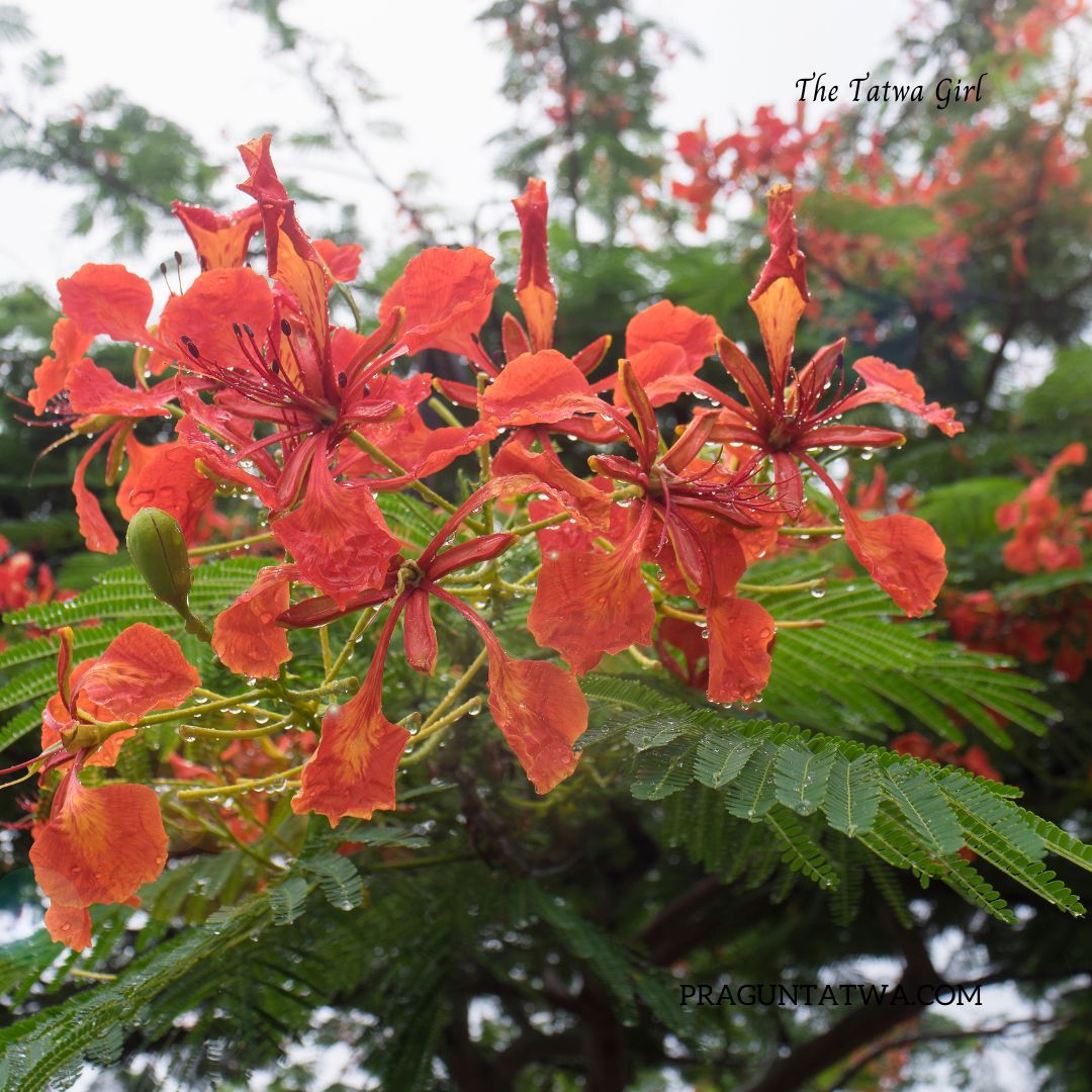 The Vivid Gulmohar Tree – July Tree Love