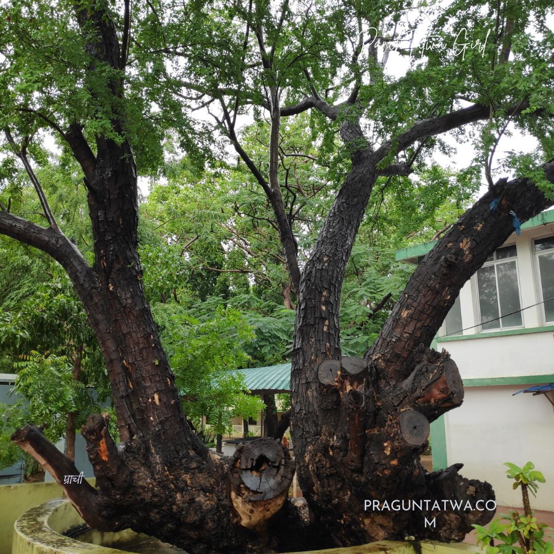 Tree Love – Chinese Hackberry or Derris robusta