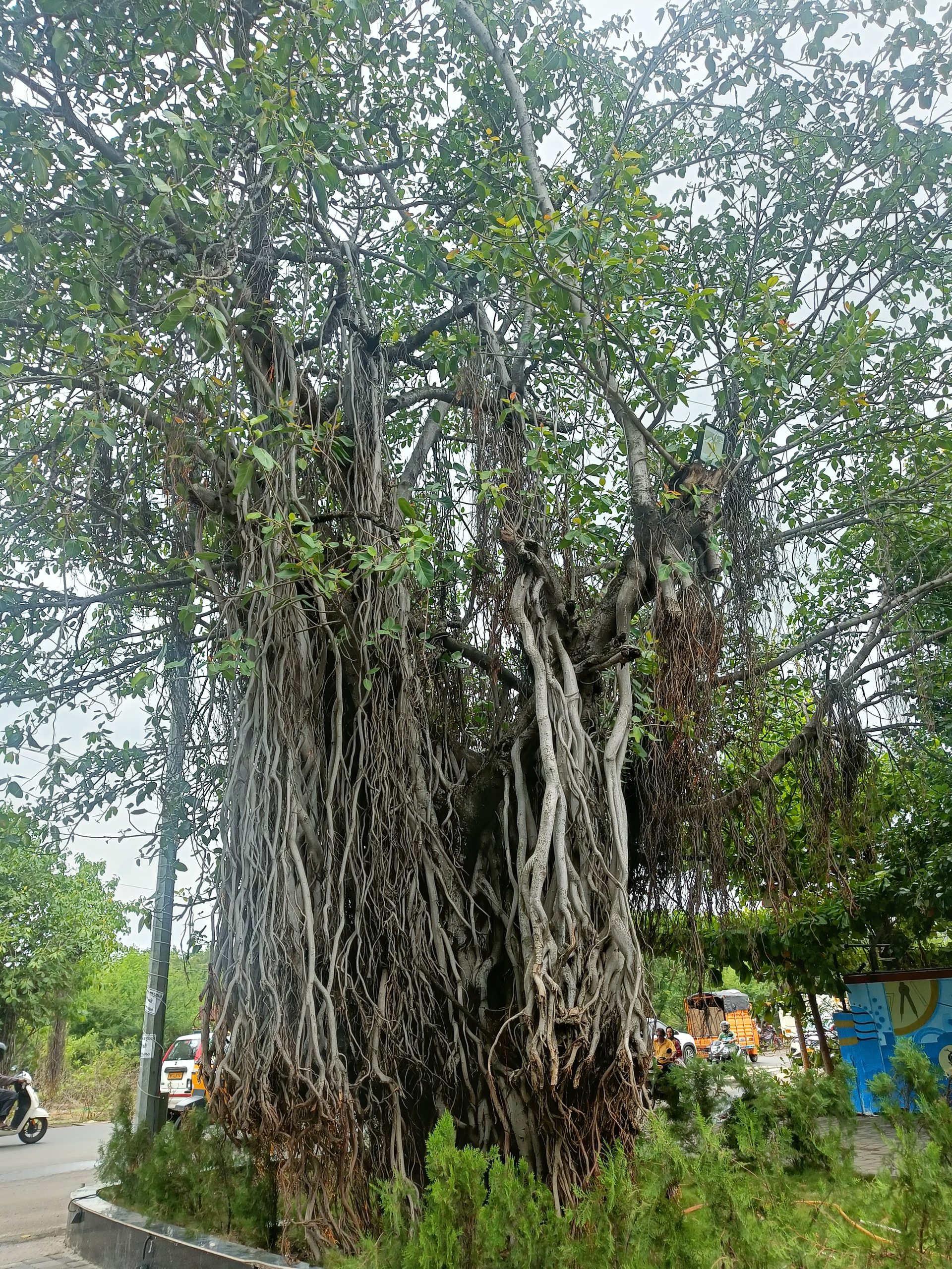The Banyan That Gives Me Green Hope