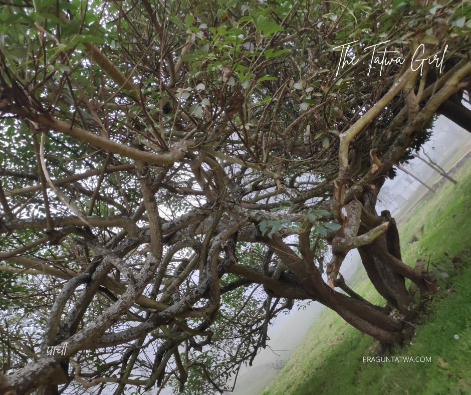 Let’s walk around Wellington, Tamilnadu with me on Tree Love May 2025