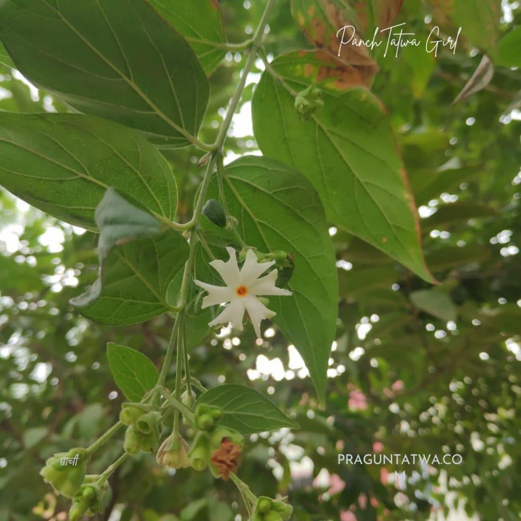 Night-flowering jasmine