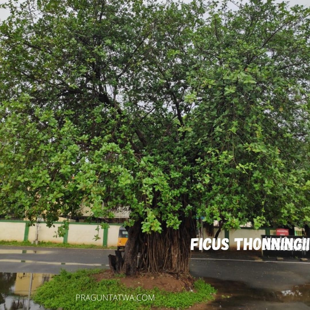 Ficus Looking Tree