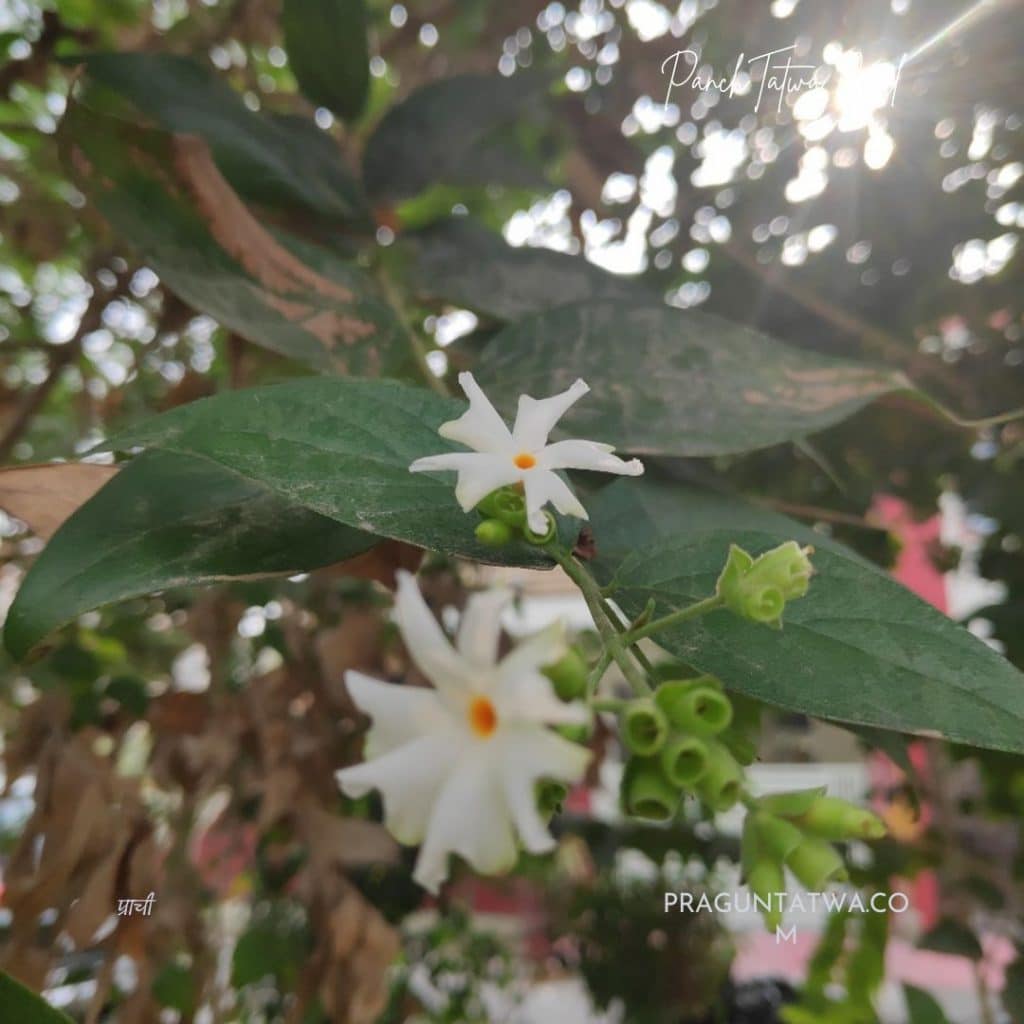 Night-flowering jasmine