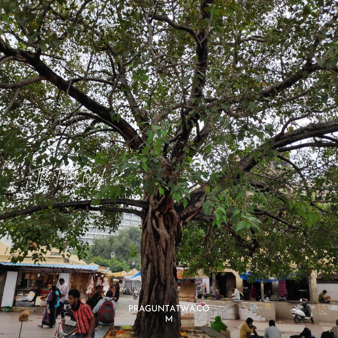 The Old Peepal Tree – August Tree Love