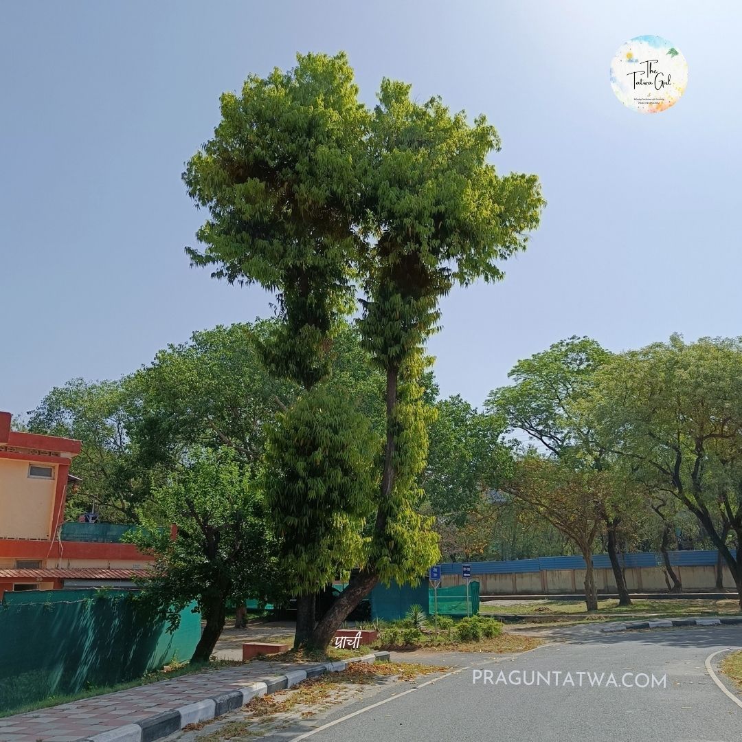 Tree Love November – Twin Ashoka