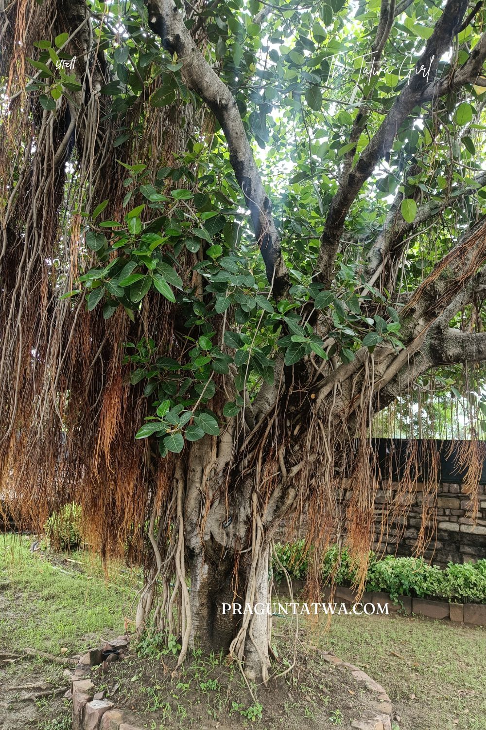 The Banyan Tree at Sanchi, My September Tree Love