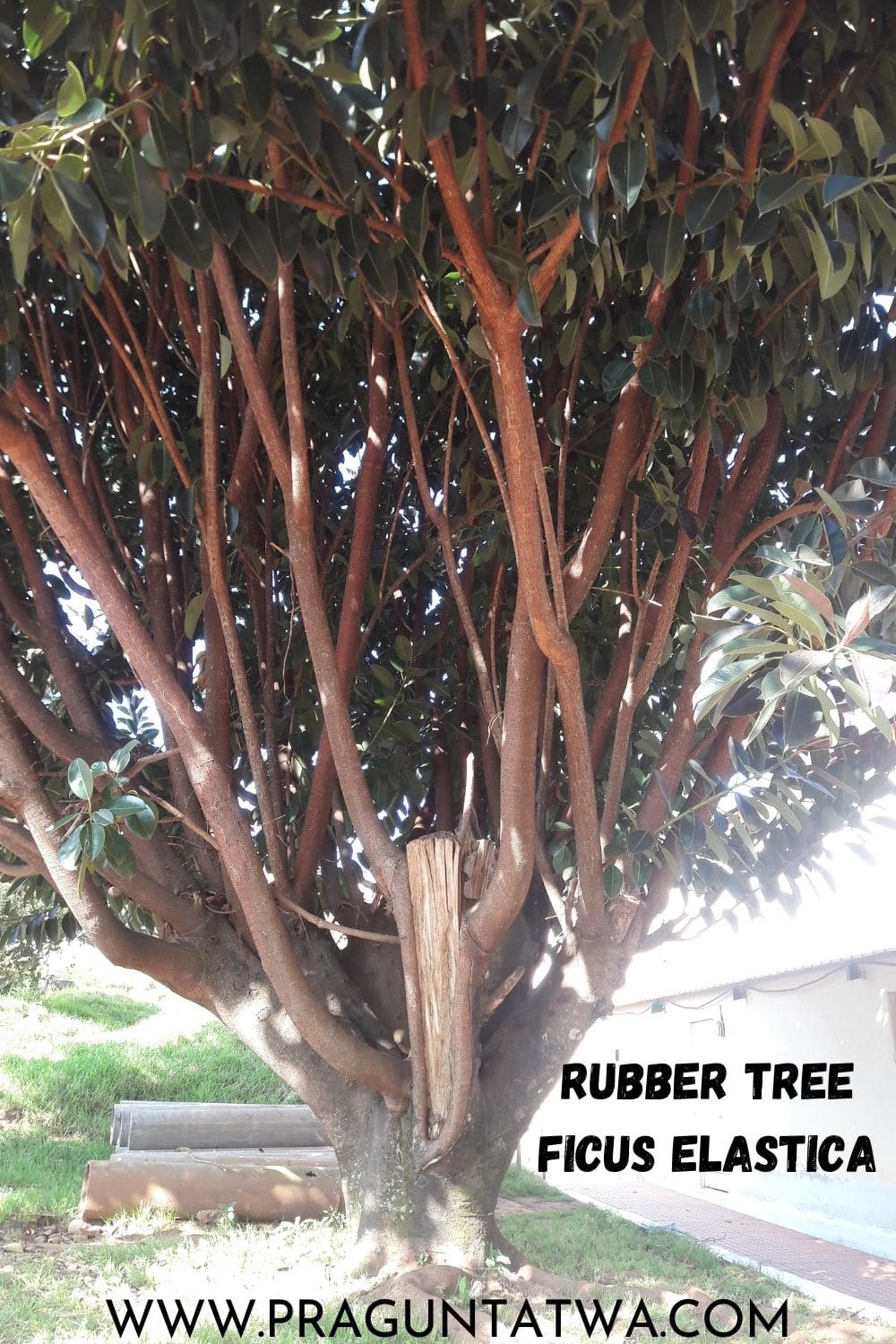 Tree Love – Rubber Tree