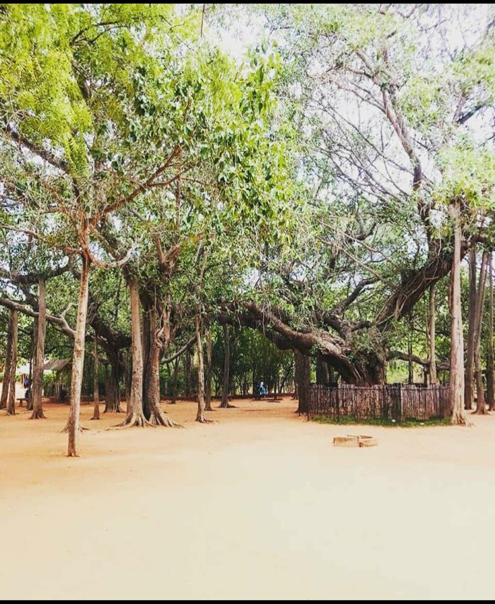 Thursday Tree Love Banyan Tree Auroville – Sun-Sea-Soil-Sky