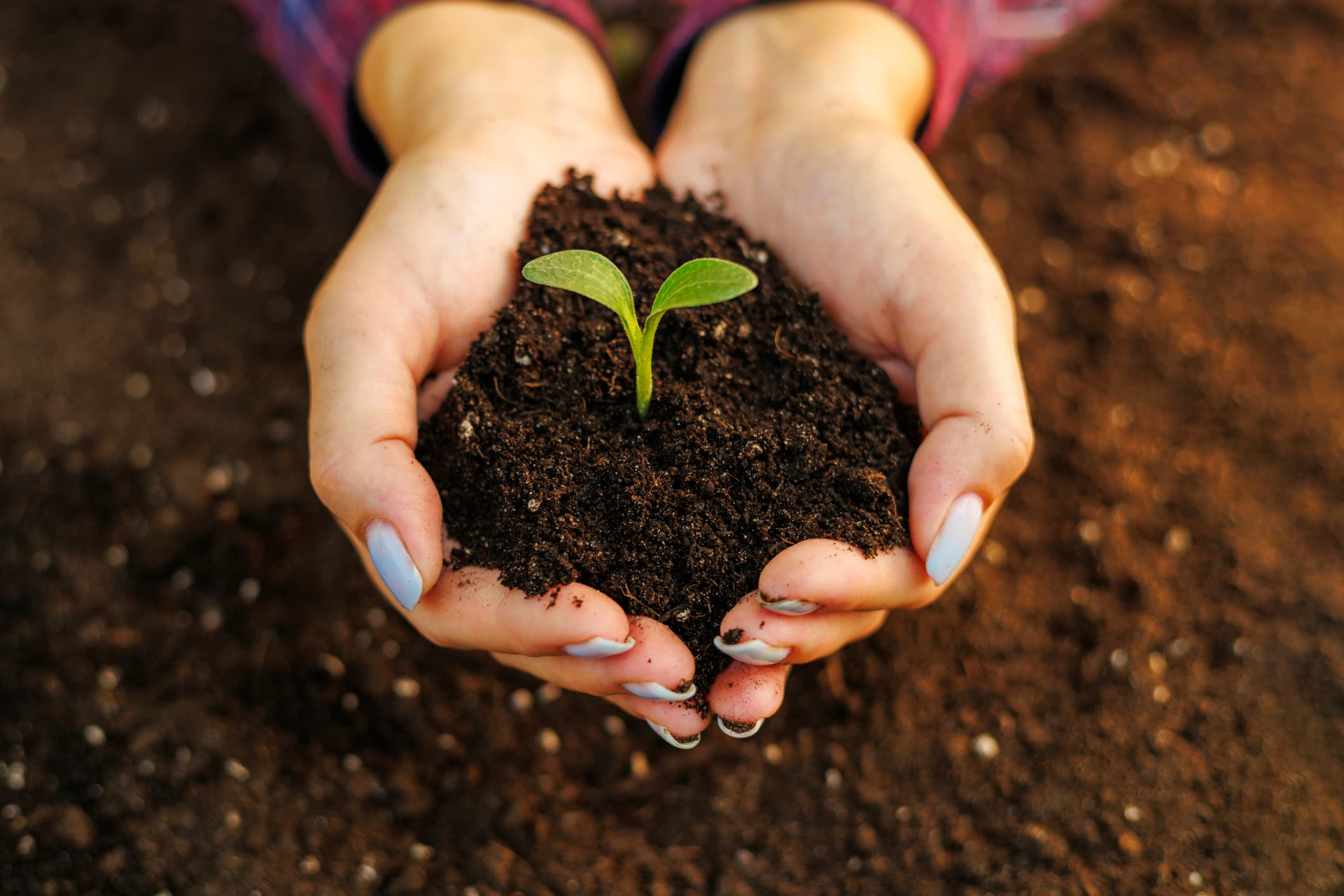 🌍 Celebrating World Soil Day: The Foundation of Life Beneath Our Feet 🌱 and role of composting in soil health.