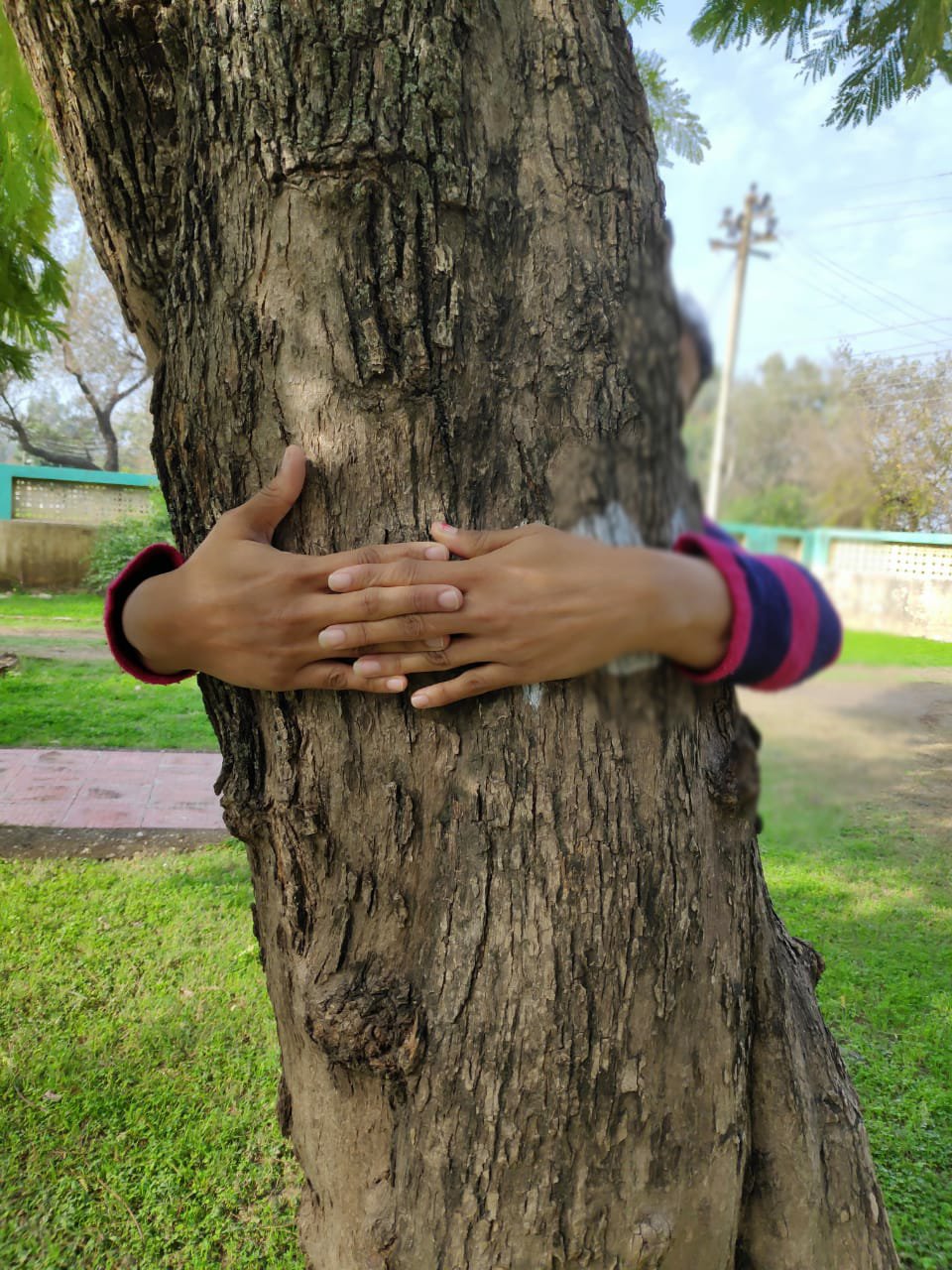 Tree hugging