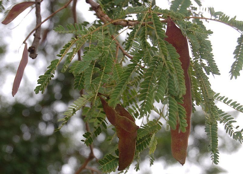 Plants associated with Dusshera
shami leaves