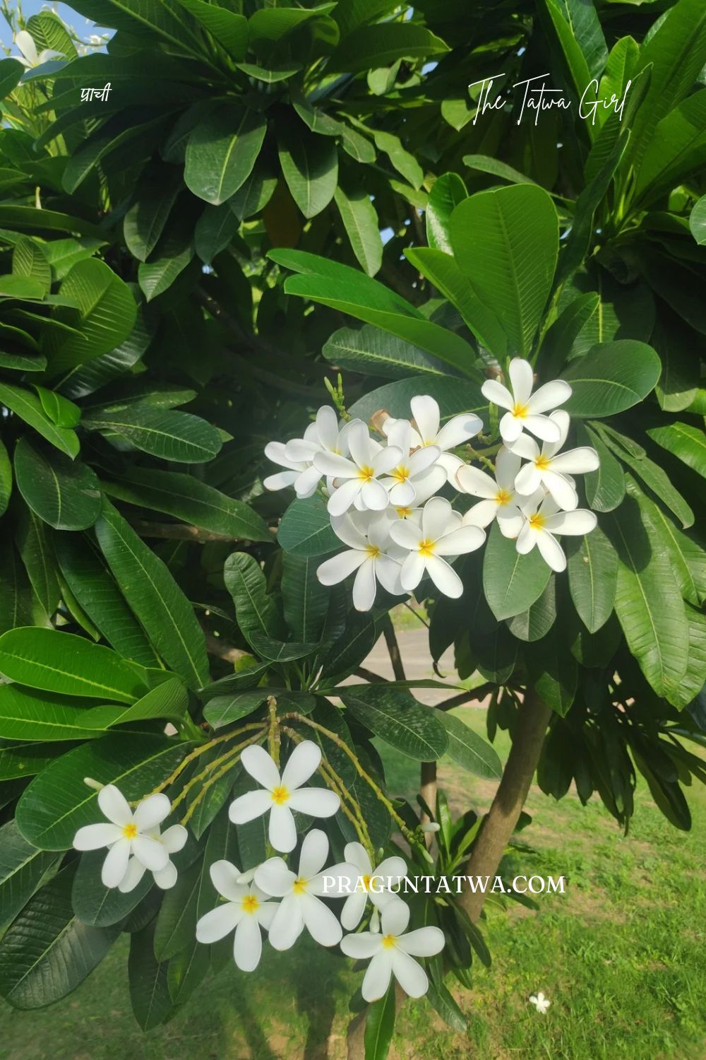 Frangipani/ Plumeria/ chafa – October Tree Love